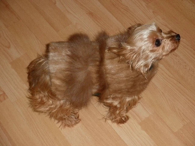 ~*~ Fashion Mink Fur Small Pet Dog Coat Clothes S M~*~