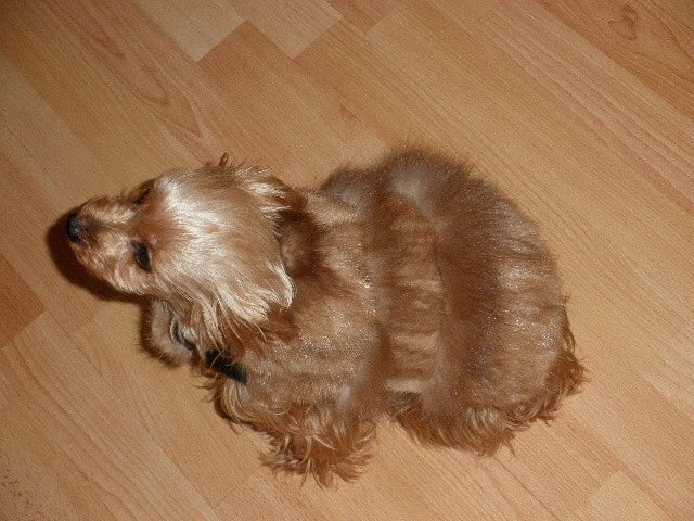 ~*~ Fashion Mink Fur Small Pet Dog Coat Clothes S M~*~