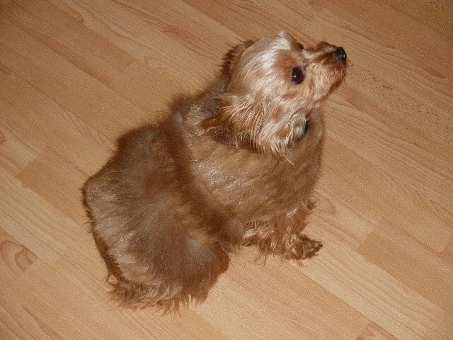 ~*~ Fashion Mink Fur Small Pet Dog Coat Clothes S M~*~