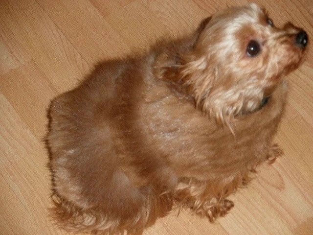 ~*~ Fashion Mink Fur Small Pet Dog Coat Clothes S M~*~
